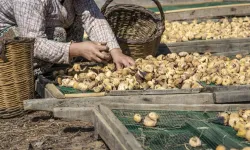 Kuru incirde Aydın'da büyük buluşma