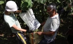 Ordu'da fındık hasadı için işçi başvuruları sürüyor