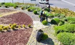 Kayseri Büyükşehir'de lavanta hasadı başladı
