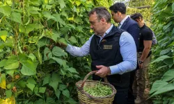 Pazaryeri Boncuğu'nda hasat vakti