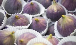 Taze incirde rekolte yüksek, hedef 100 milyon dolar