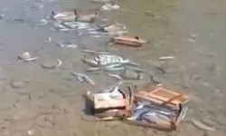 Düzce Cuma Yanı'nda palamutların dereye döküldüğü iddiası