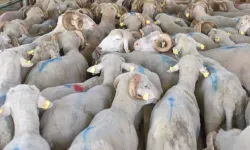 Hayvan varlığı verileri belli oldu... Koyun da yüzde 6 artış!