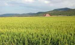 Keşan TSO Meclis Başkanı Koru'dan çeltik uyarısı