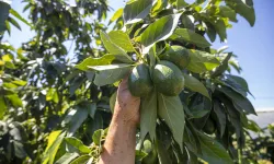 Mersin'de avokado destekleri üreticinin yüzünü güldürdü