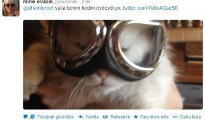 Sosyal medyada 'kedidir kedi' salgını