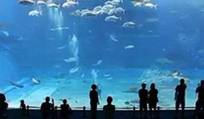  İstanbul Akvaryum Kompleksi yakında açılıyor