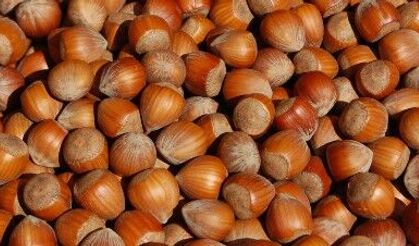 Fındık taban fiyatı en az 360 TL olmalıdır!...
