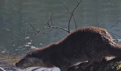 Yedigöller Milli Parkı'nda su samuru görüntülendi