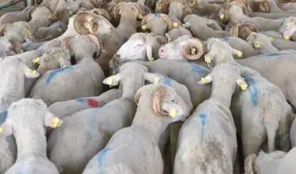 Hayvan varlığı verileri belli oldu... Koyun da yüzde 6 artış!