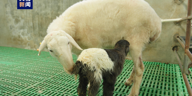 Klonlanmış ilk Tibet koyunlar dünyaya geldi