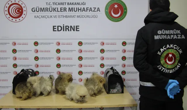 Sondakika... Kapıkule’de bagajdan kaçak köpekler çıktı!