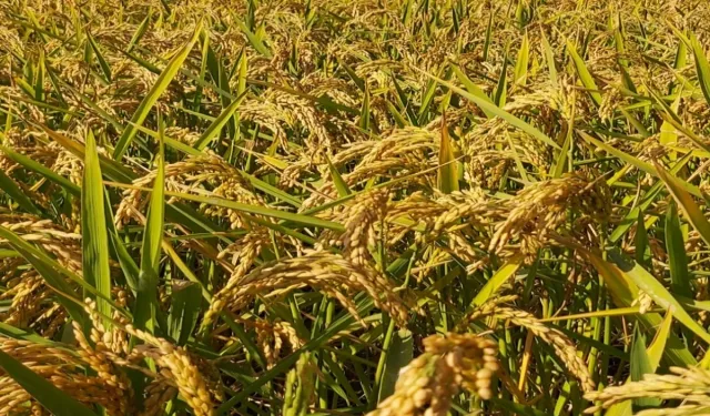 Pirinç ithalatı Ekim'de 13 kat arttı