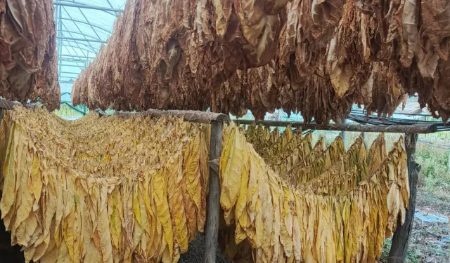 Tarımda yeni hamle... Tütün ve İpekböcekçiliği için ilk adım