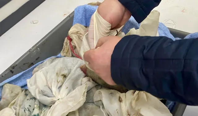 İstanbul Havalimanı'nda kaçak sülük operasyonu...