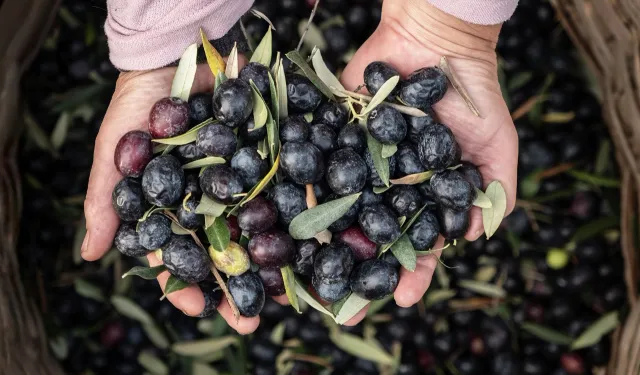 Marmarabirlik'ten 6,8 milyar TL'lik ciro ve ihracatta tarihi rekor