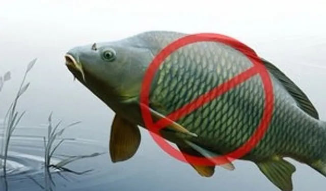 Sazangillerin avcılığına 31 Mayıs'a yasak!