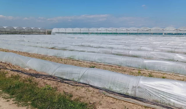 Mersin'de 'marul tarlada kaldı' iddiasına yalanlama