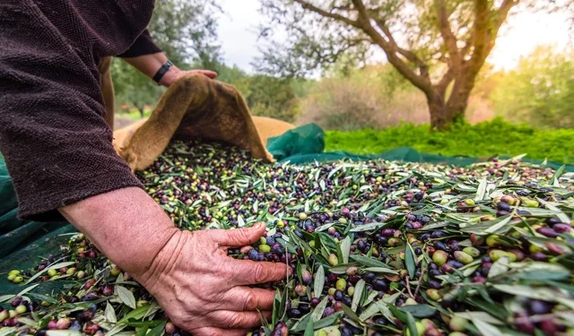 İzmir'de Uluslararası Zeytin Zirvesi... 13 ülkeden uzmanlar buluşuyor