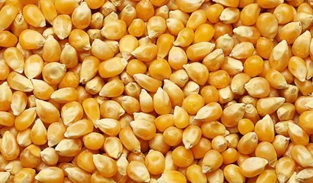 Dalaman'da 1.400 ton dane mısır satışa çıkıyor