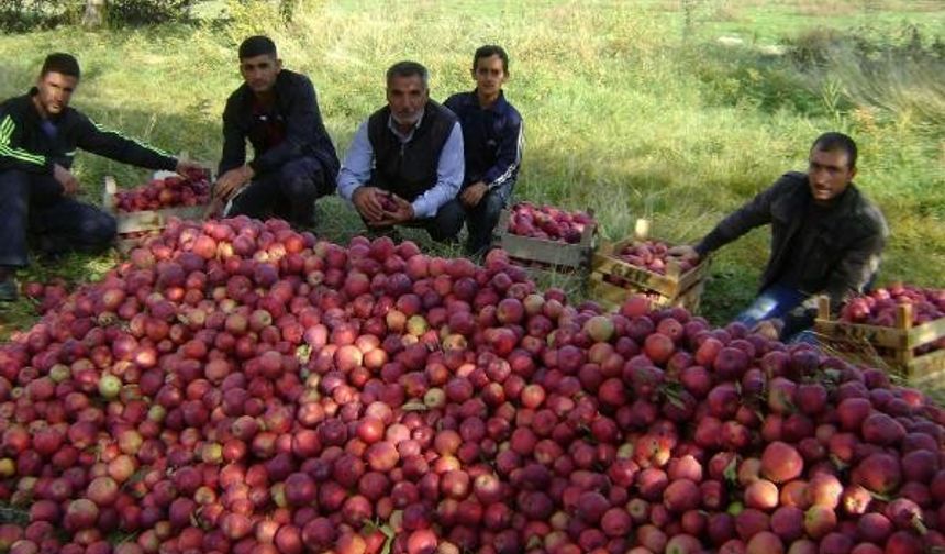 MUŞ'ta bu yıl yeterince yağış olmaması elma rekoltesinde yüzde 50 düşüşe neden oldu. Elmanın kilosunun 80 kuruştan satıldığını söyleyen üreticiler, çiftliğe yakın köylerde oturanlara da ücretsiz dağıttıklarını söyledi.