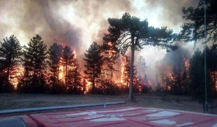 Bolu'da 2 gün süren orman yangınında 100 hektar kül oldu