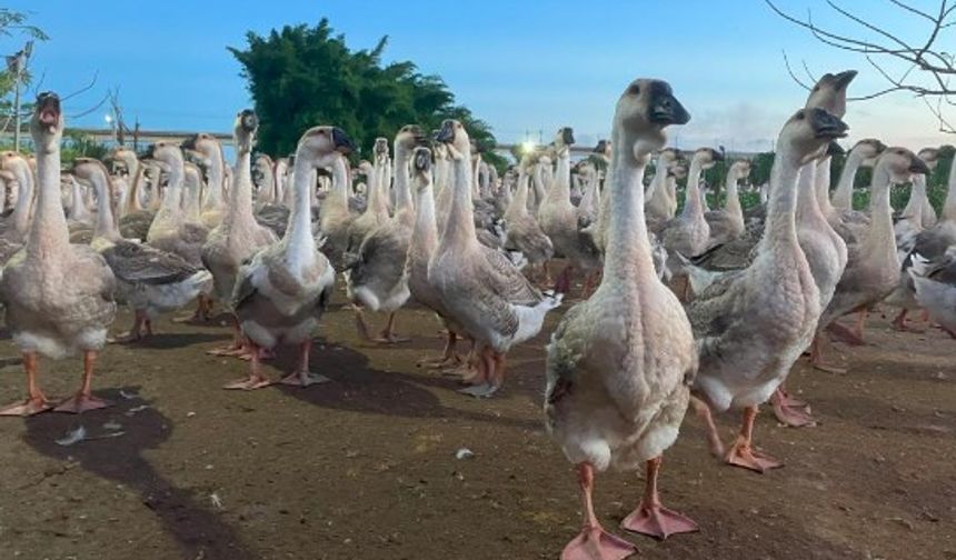 Çinli öğrencilerden, yapay zekâyla kazları tedavi eden program