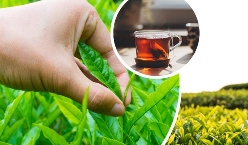 Yaş Çay fiyatını 25 lira olarak bekleyen üretici, 19 Liraya tepkili
