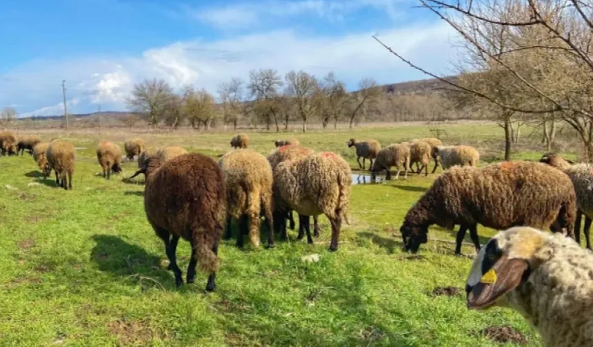 Edirne'de Şarbon ve Çiçek hastalığı tehtidi