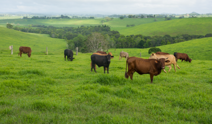 Doğayla Birlikte Varız: Biyolojik Çeşitliliği Korumak Yaşamı Korumaktır