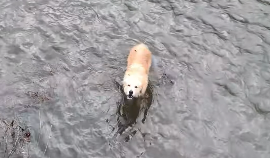 Vatandaşlar dereye düşen köpeği kurtardı!...