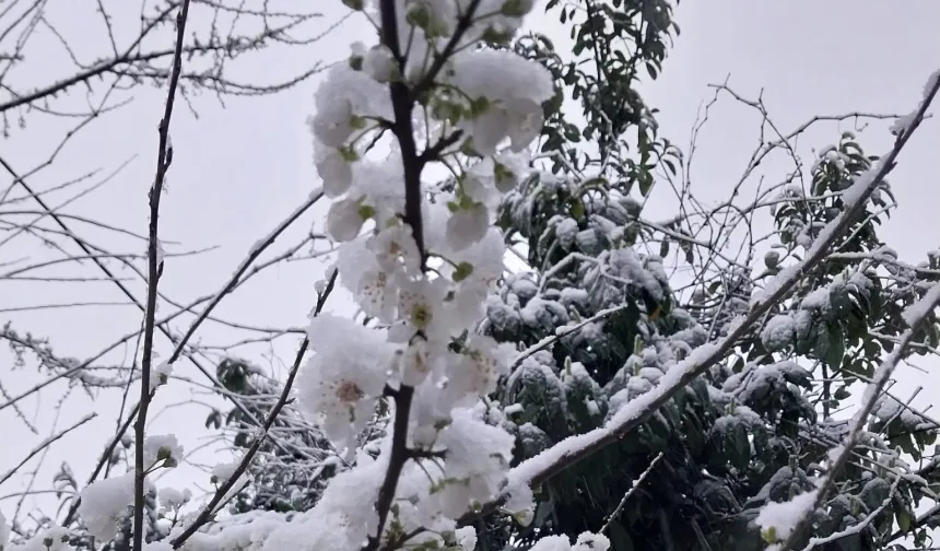 Düzce Kaynaşlı'da erken çiçek açan erik ağacına beyaz örtü!