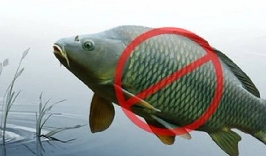 Sazangillerin avcılığına 31 Mayıs'a yasak!