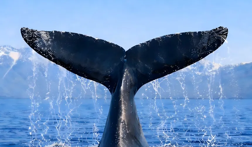 Türkiye, Uluslararası Balinacılık Komisyonu'nda