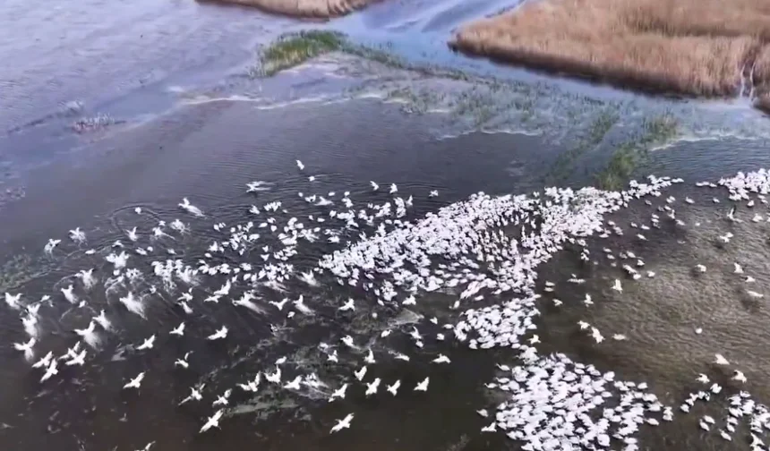 Kuşcenneti'nde Tepeli Pelikanlardan görsel şölen...