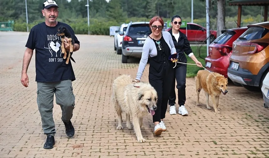 Antalya Büyükşehir Bakımevi'nde can dostlar sıcak yuvalarına kavuşuyor